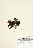 藏品(臺灣莓)的圖片